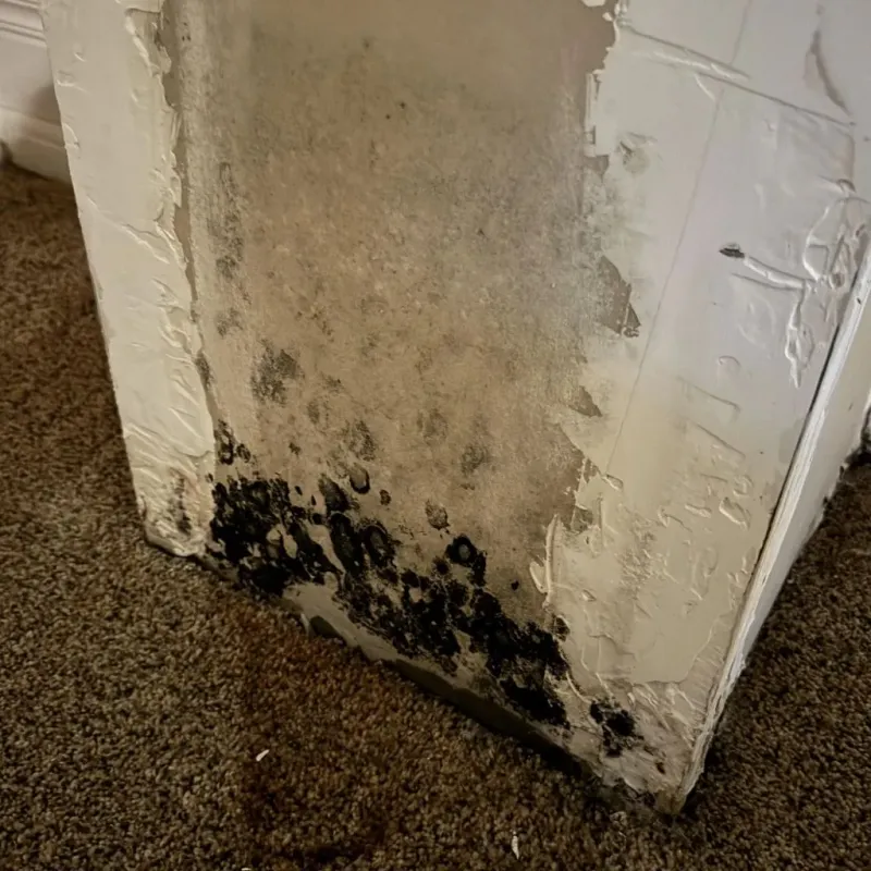 Professional Mold Removal in North Peoria, IL